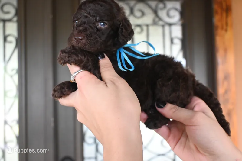 Joy – Goldendoodle puppy for sale in Florida, FL
