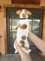 Tito, a male Chihuahua for sale in Florida, FL – Photo 3 of 3