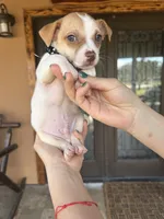 Tito, a male Chihuahua for sale in Florida, FL – Photo 2 of 3