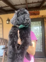 Thunder , a male Goldendoodle for sale in Florida, FL – 3 of 3