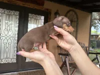 Lulu, a female Miniature Dachshund for sale in Florida, FL – 3 of 3