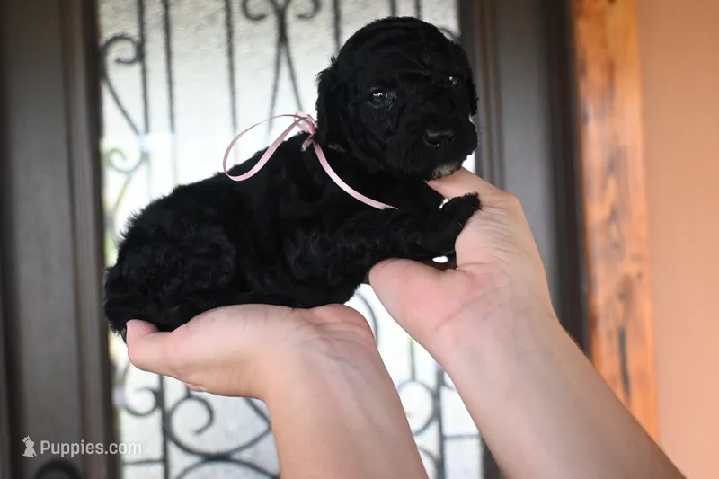 Onix – Goldendoodle puppy for sale in Florida, FL