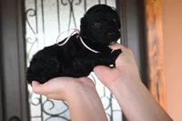 Onix, a female Goldendoodle for sale in Florida, FL – 1 of 1