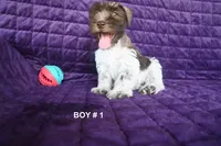 Dude, a male Miniature Schnauzer for sale in Florida, FL – 3 of 3