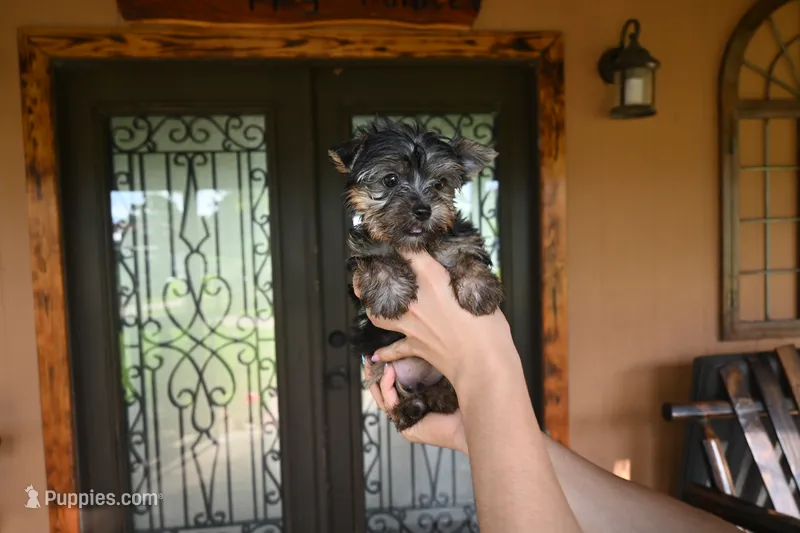 Sussie Q – Yorkshire Terrier puppy for sale in Florida, FL