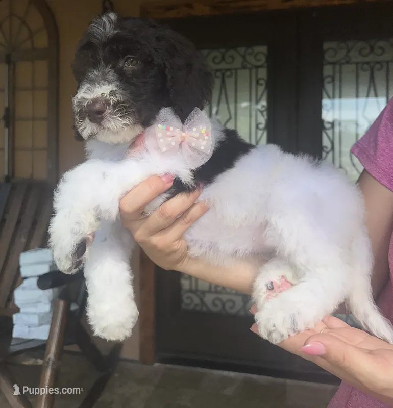 Cookie – Goldendoodle puppy for sale in Florida, FL