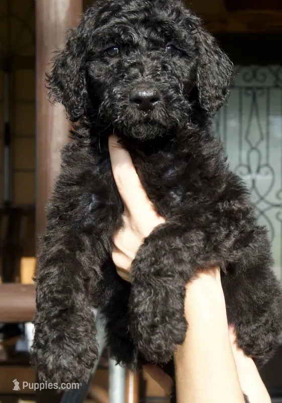 Onix – Goldendoodle puppy for sale in Florida, FL