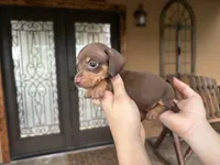 Reese’s , a male Miniature Dachshund for sale in Florida, FL – 2 of 3