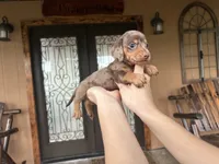 Hopper , a male Miniature Dachshund for sale in Florida, FL – 3 of 3