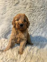 Roxie , a female Goldendoodle for sale in Clifton, KS – Photo 2 of 4