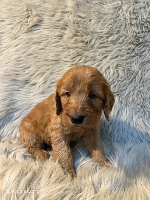Roxie  – Goldendoodle puppy for sale in Clifton, KS