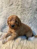Roxie , a female Goldendoodle for sale in Clifton, KS – Photo 4 of 4