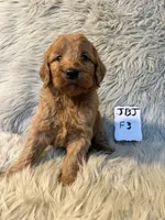 Roxie , a female Goldendoodle for sale in Clifton, KS – Photo 3 of 4