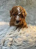 Brody, a male Cavapoo for sale in Clifton, KS – 4 of 4
