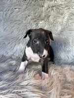 Molly, a female Miniature Bull Terrier for sale in Clifton, KS – 3 of 4