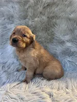 Tank, a male Golden Retriever for sale in Clifton, KS – 4 of 4