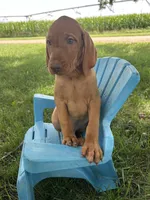 Ace, a male Vizsla for sale in Clifton, KS – 2 of 4