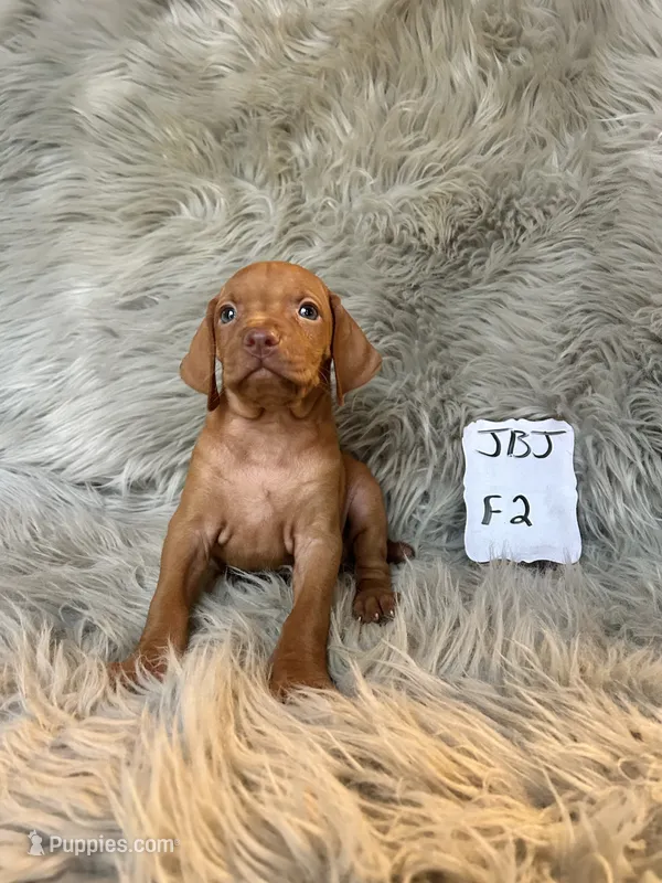 Rosie – Vizsla puppy for sale in Clifton, KS