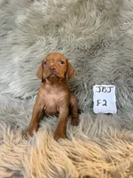 Rosie, a female Vizsla for sale in Clifton, KS – 1 of 4