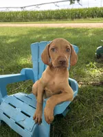 Rosie, a female Vizsla for sale in Clifton, KS – 2 of 4