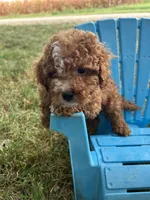 Brody, a male Cavapoo for sale in Clifton, KS – 3 of 4