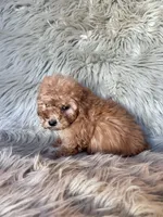 Winnie, a female Cockapoo for sale in Clifton, KS – 4 of 4