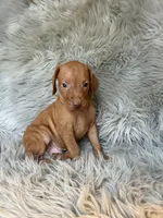 Tank, a male Vizsla for sale in Clifton, KS – 3 of 4