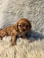 Ginger, a female Cavalier King Charles Spaniel for sale in Clifton, KS – 4 of 4