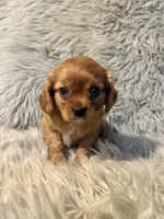 Ginger, a female Cavalier King Charles Spaniel for sale in Clifton, KS – 3 of 4