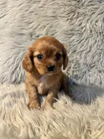 Ginger, a female Cavalier King Charles Spaniel for sale in Clifton, KS – 2 of 4