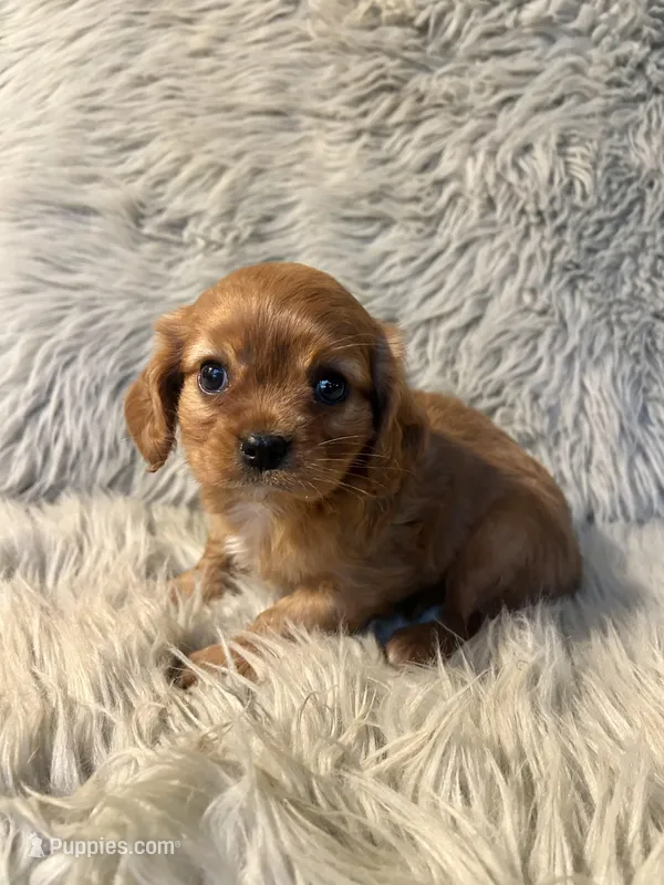 Ginger – Cavalier King Charles Spaniel puppy on hold in Clifton, KS