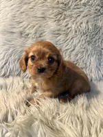Ginger, a female Cavalier King Charles Spaniel for sale in Clifton, KS – 1 of 4