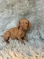 Rosie, a female Vizsla for sale in Clifton, KS – 2 of 4