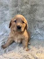 Sally, a female Golden Retriever for sale in Clifton, KS – 2 of 4