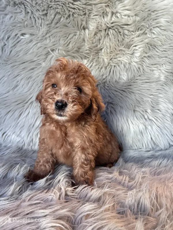 Ace – Cockapoo puppy for sale in Clifton, KS