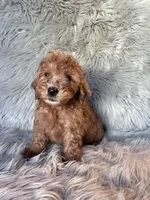 Ace, a male Cockapoo for sale in Clifton, KS – 1 of 4