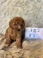Bella, a female Cavapoo for sale in Clifton, KS – Photo 3 of 4
