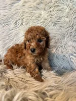 Bella, a female Cavapoo for sale in Clifton, KS – Photo 2 of 4