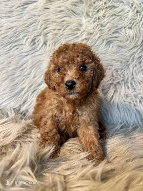 Bella, a female Cavapoo for sale in Clifton, KS – Photo 1 of 4