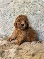 Bella, a female Cavapoo for sale in Clifton, KS – Photo 4 of 4