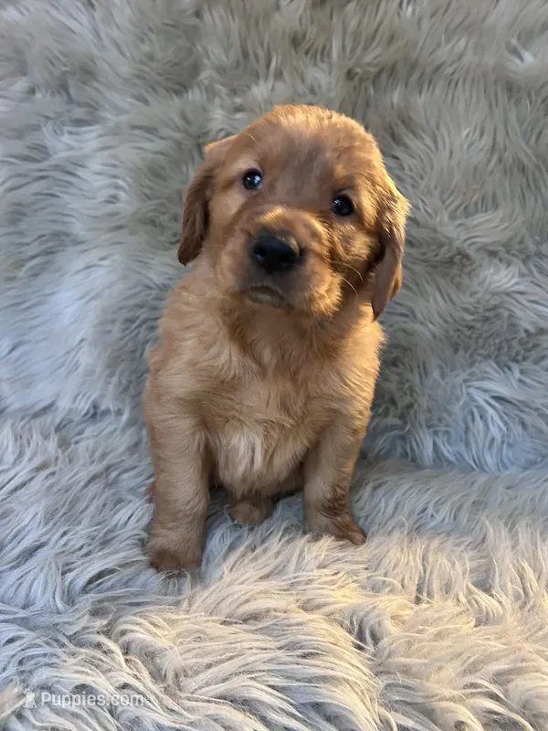 Tank – Golden Retriever puppy for sale in Clifton, KS
