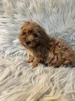 Tammy, a female Cockapoo for sale in Clifton, KS – Photo 3 of 4