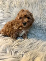 Tammy, a female Cockapoo for sale in Clifton, KS – Photo 4 of 4
