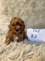 Tammy, a female Cockapoo for sale in Clifton, KS – Photo 2 of 4
