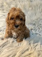 Tammy, a female Cockapoo for sale in Clifton, KS – Photo 1 of 4
