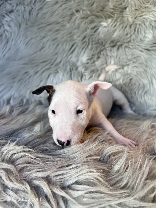 Suzie – Miniature Bull Terrier puppy for sale in Clifton, KS