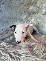 Suzie, a female Miniature Bull Terrier for sale in Clifton, KS – 1 of 4