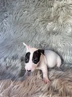 Bella, a female Miniature Bull Terrier for sale in Clifton, KS – 3 of 4