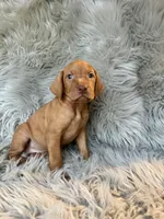 Ace, a male Vizsla for sale in Clifton, KS – 3 of 4
