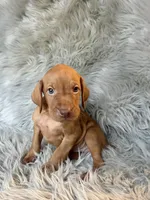 Ace, a male Vizsla for sale in Clifton, KS – 4 of 4